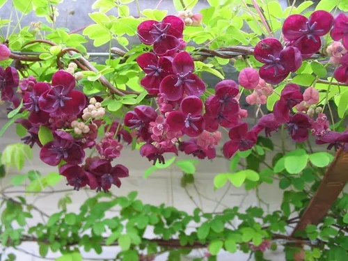 Aménagement de jardin romantique - Akebia